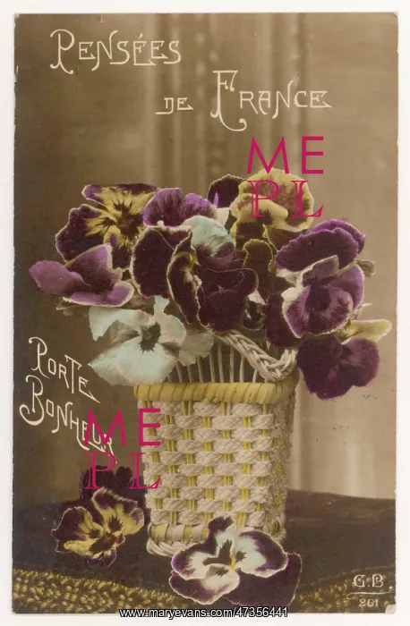 : PANSY POSTCARD : PANSY POSTCARD