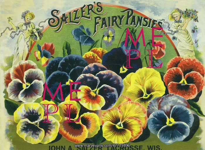  : Pansy Seed Packet