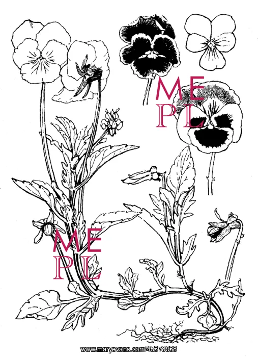 : Pansy, Viola : Pansy, Viola