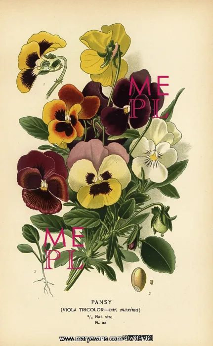 : Pansy, Viola tricolor : Pansy, Viola tricolor