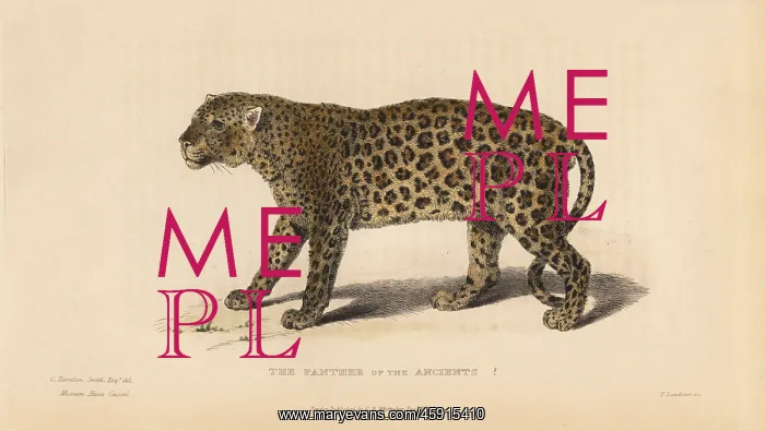 : Panther of the Ancients? (Panthera pardus) : Panther of the Ancients? (Panthera pardus)