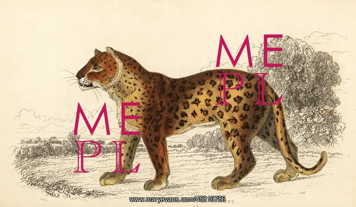 : The panther of antiquity : The panther of antiquity