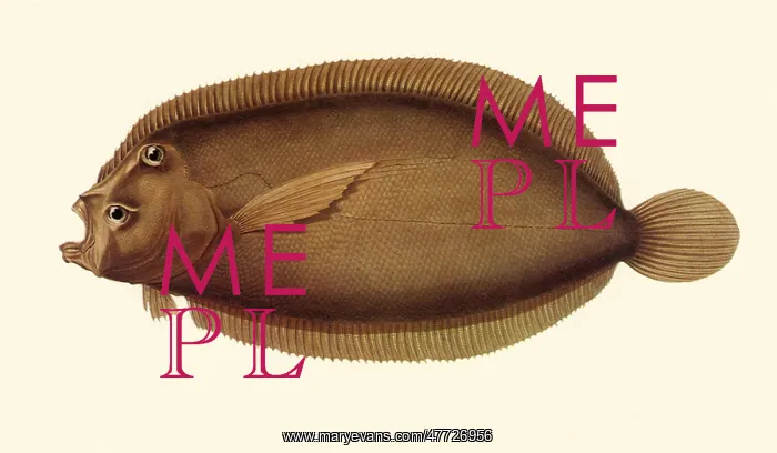  : Panther flounder, Bothus pantherinus
