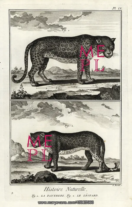 : Panther or leopard, vulnerable : Panther or leopard, vulnerable