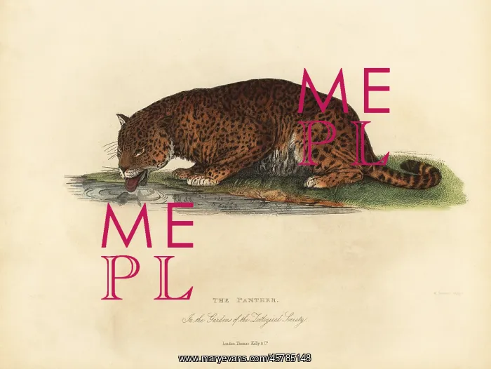 : Panther, Panthera pardus or Panthera onca : Panther, Panthera pardus or Panthera onca