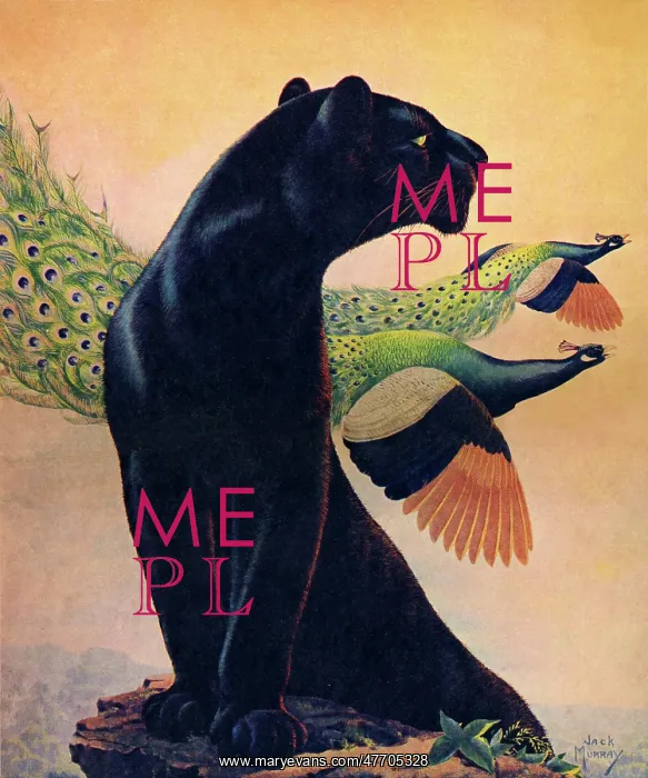  : Panther and Peacocks