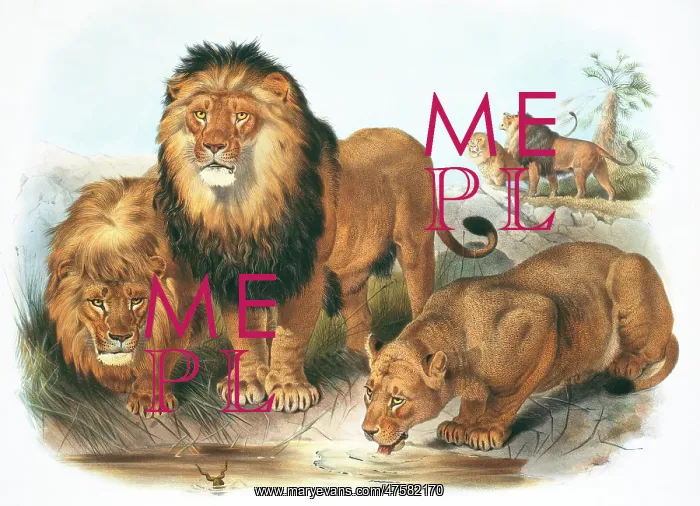 : Panthera leo, lion : Panthera leo, lion