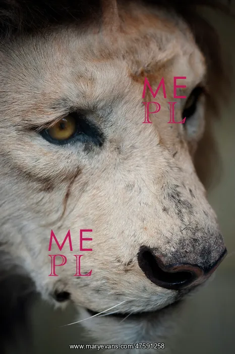 : Panthera leo, lion : Panthera leo, lion