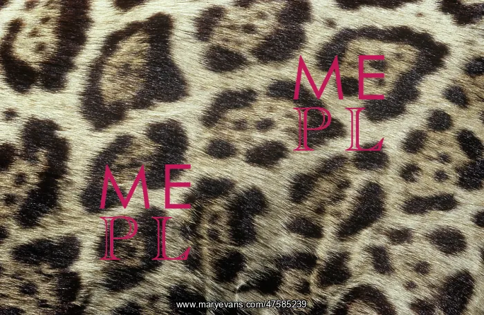: Panthera onca, jaguar : Panthera onca, jaguar