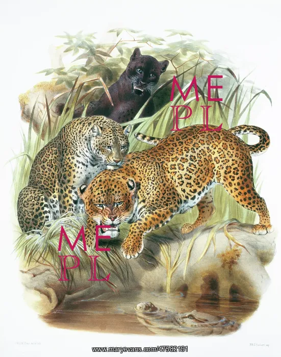 : Panthera pardus, leopard : Panthera pardus, leopard