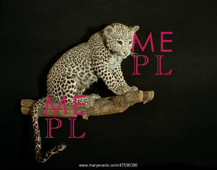 : Panthera pardus, leopard : Panthera pardus, leopard