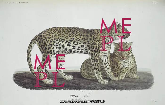 : Panthera pardus nimr, Arabian leopard : Panthera pardus nimr, Arabian leopard