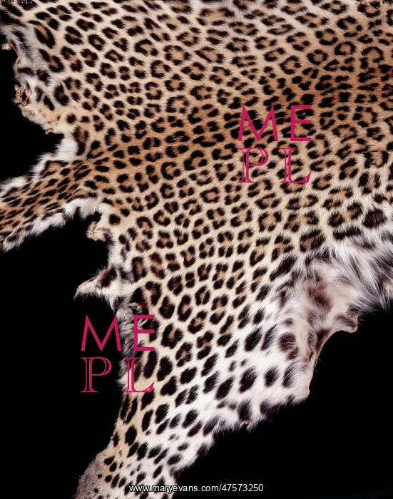 : Panthera pardus pardus, African leopard : Panthera pardus pardus, African leopard
