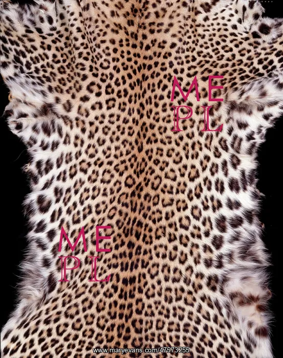 : Panthera pardus pardus, African leopard : Panthera pardus pardus, African leopard