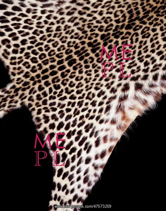 : Panthera pardus pardus, African leopard : Panthera pardus pardus, African leopard
