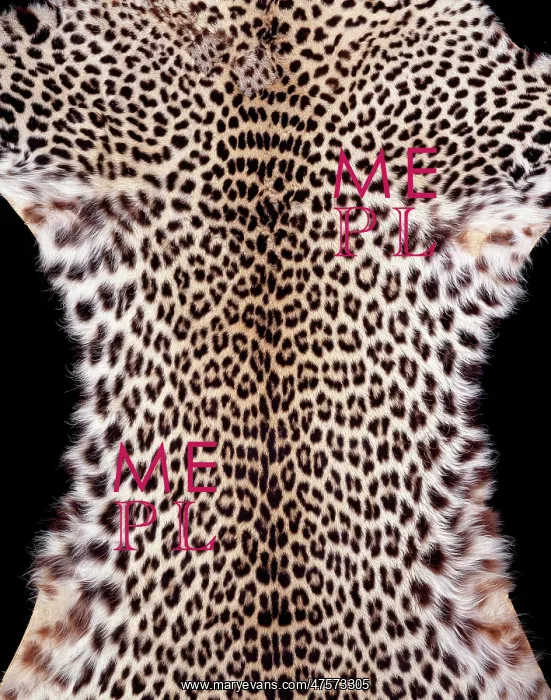 : Panthera pardus pardus, African leopard : Panthera pardus pardus, African leopard