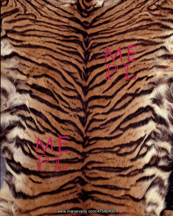 : Panthera tigris sumatrae, Sumatran tiger : Panthera tigris sumatrae, Sumatran tiger
