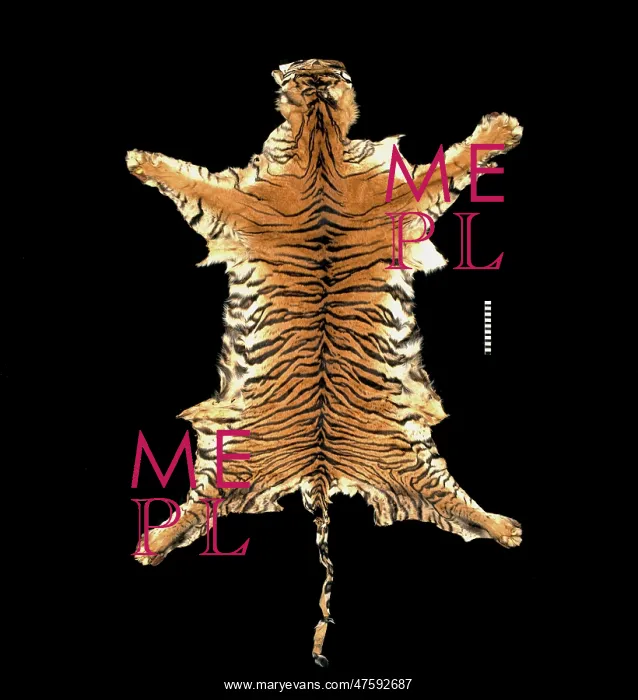 : Panthera tigris sumatrae, Sumatran tiger : Panthera tigris sumatrae, Sumatran tiger