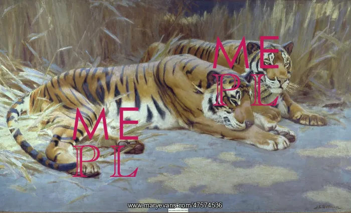: Panthera tigris, tiger : Panthera tigris, tiger