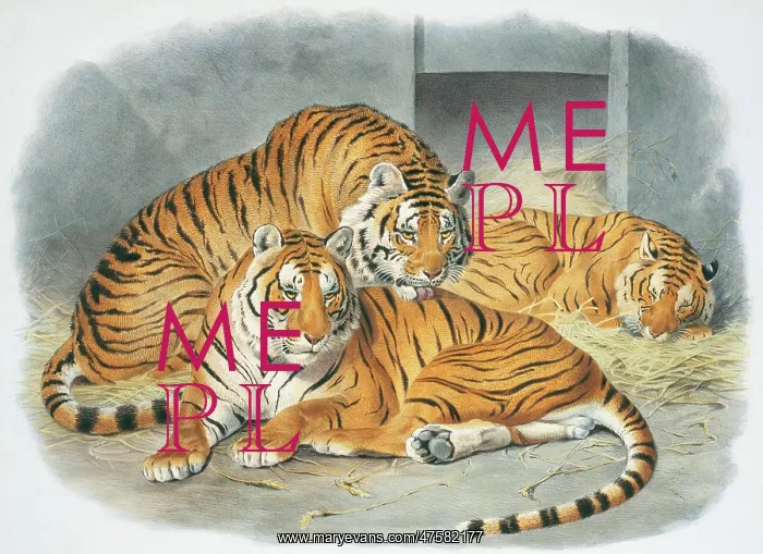 : Panthera tigris, tiger : Panthera tigris, tiger