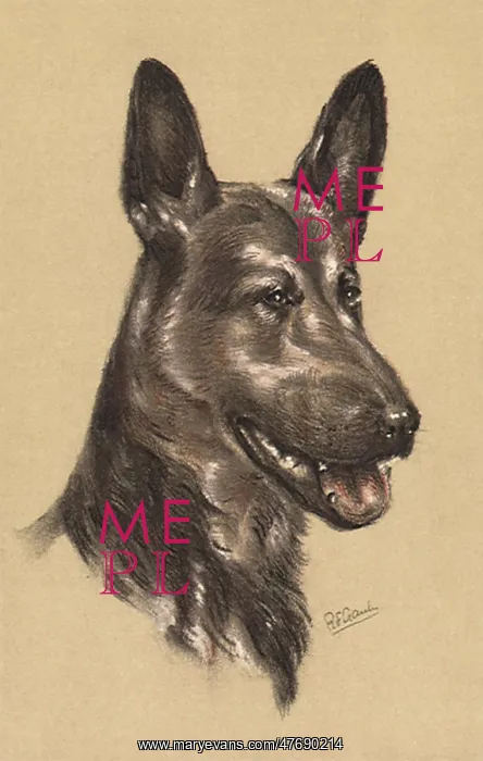  : Panting Alsatian
