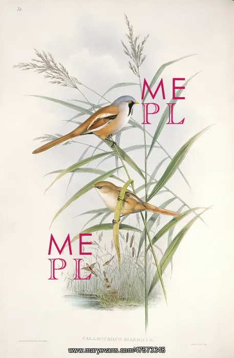: Panurus biarmicus, bearded tit : Panurus biarmicus, bearded tit