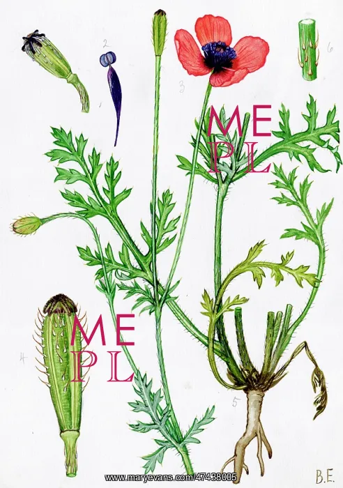 : Papaver argemone : Papaver argemone