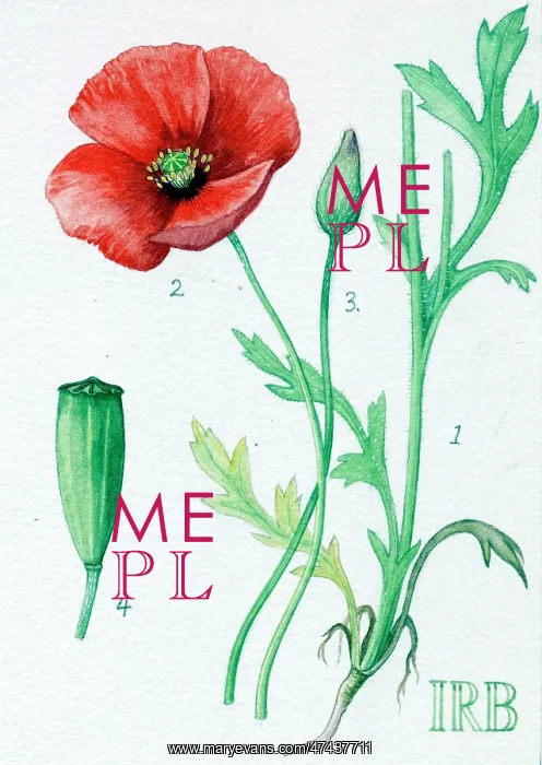  : Papaver dubium