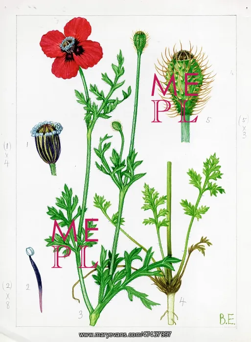  : Papaver hybridum