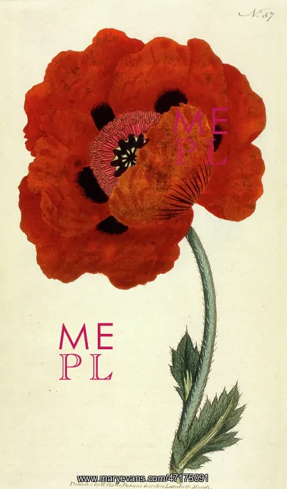  : Papaver Orientale or Eastern Poppy