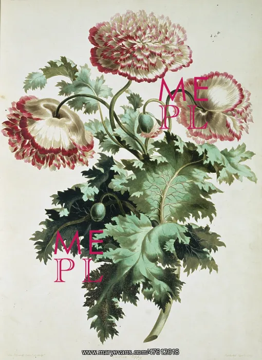  : Papaver orientale, Eastern poppy