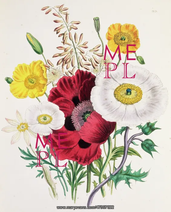 : Papaver orientale, oriental poppy : Papaver orientale, oriental poppy