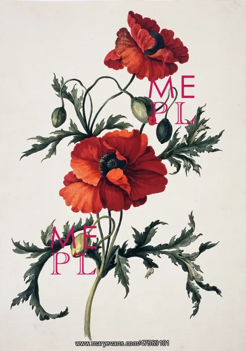 : Papaver orientale, oriental poppy : Papaver orientale, oriental poppy