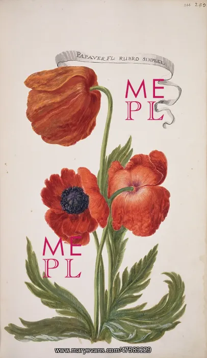 : Papaver orientale, oriental poppy : Papaver orientale, oriental poppy