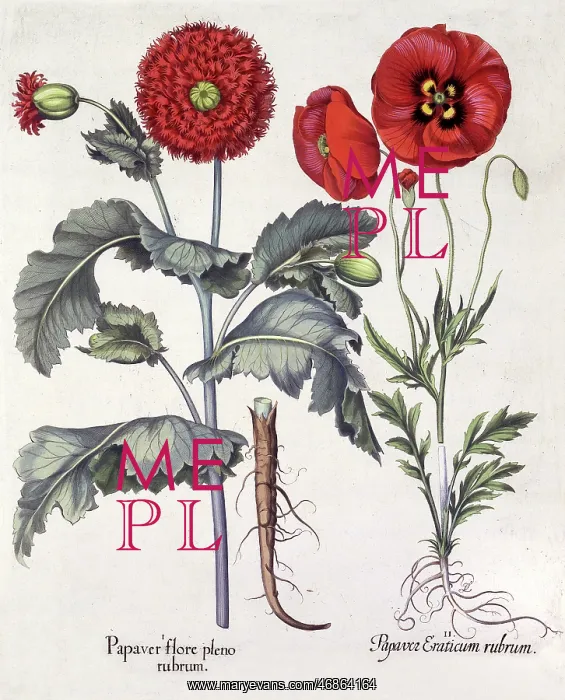 : Papaver (Poppy), two varieties : Papaver (Poppy), two varieties