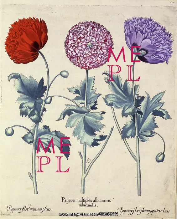 : Papaver (Poppy), three varieties : Papaver (Poppy), three varieties
