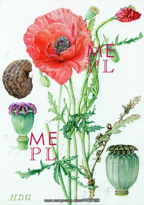  : Papaver rhocas