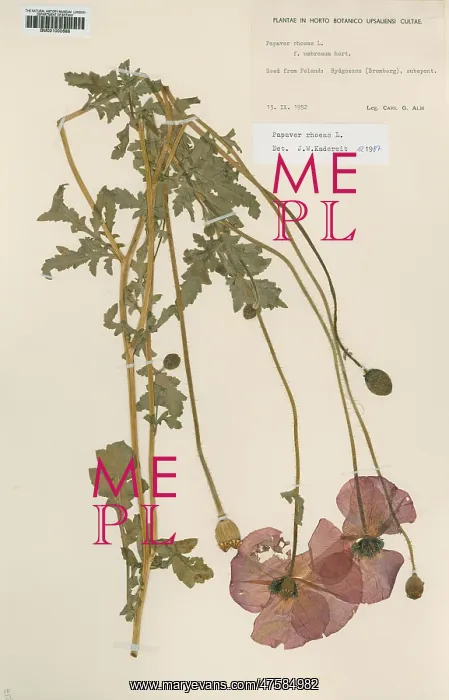 : Papaver rhoeas L, corn poppy : Papaver rhoeas L, corn poppy