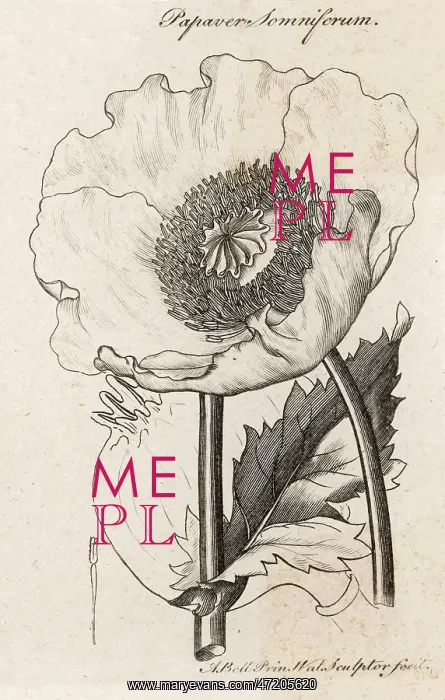  : PAPAVER SOMNIFERUM