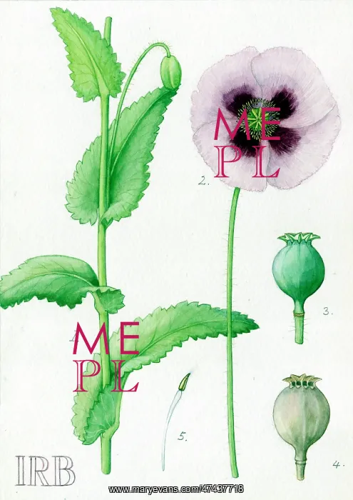  : Papaver somniferum
