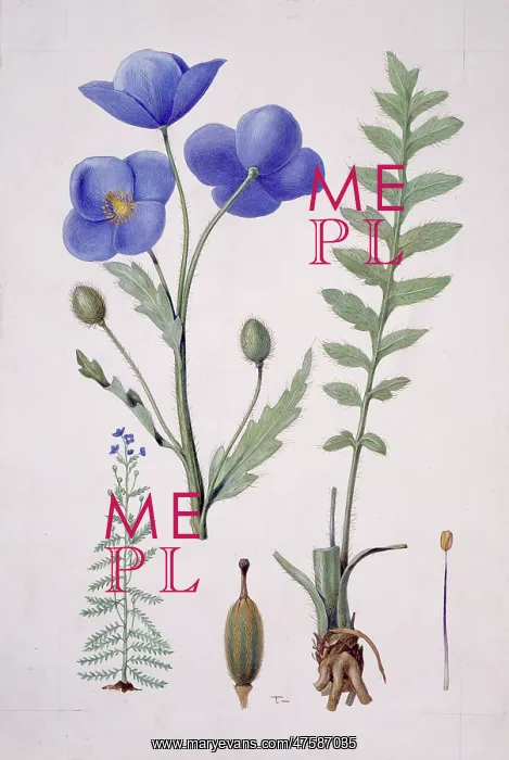 : Papaver sp. blue poppy : Papaver sp. blue poppy