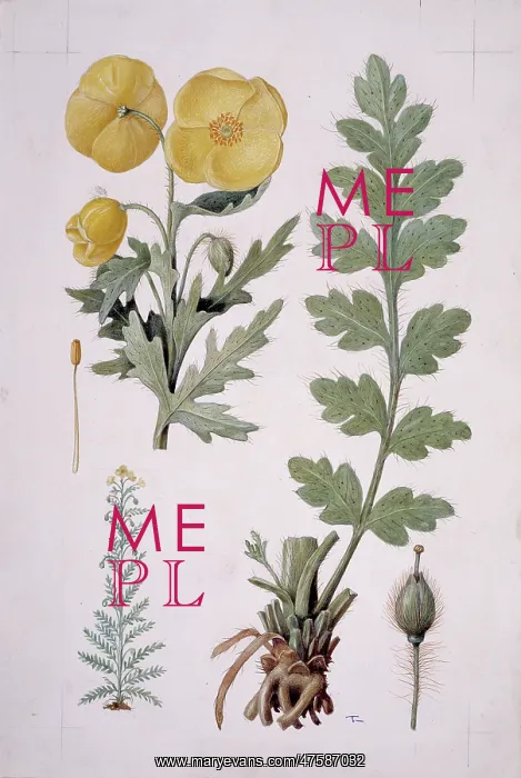 : Papaver sp. yellow poppy : Papaver sp. yellow poppy