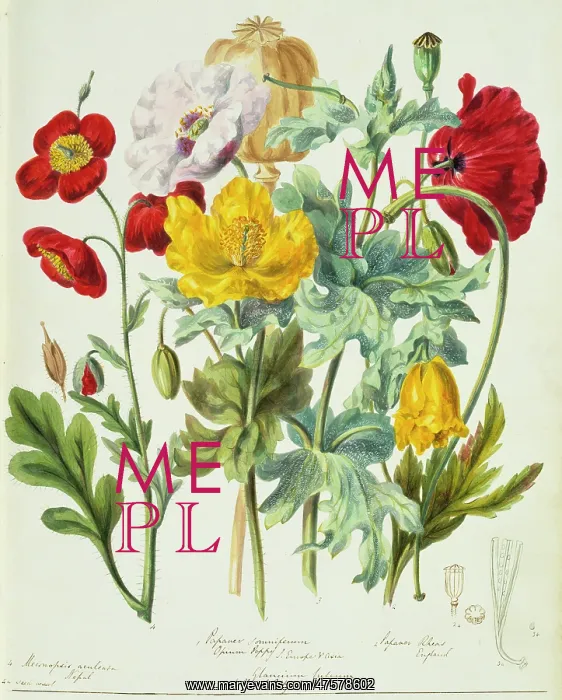 : Papaveraceae: poppies : Papaveraceae: poppies