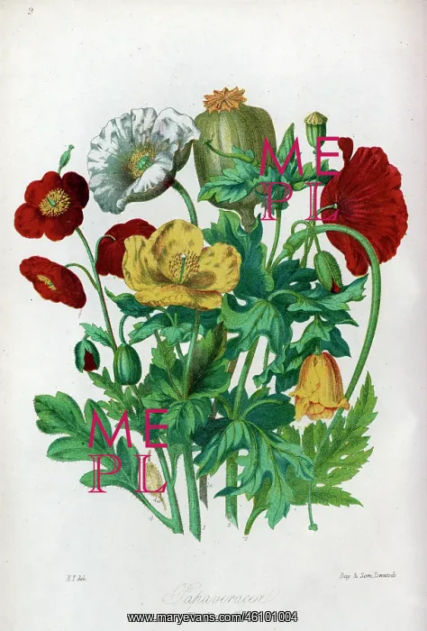 : Papaveraceae - Poppy : Papaveraceae - Poppy