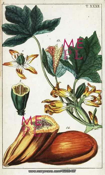 : Papaya fruit, section, flowers and leaves, Carica papaya : Papaya fruit, section, flowers and leaves, Carica papaya