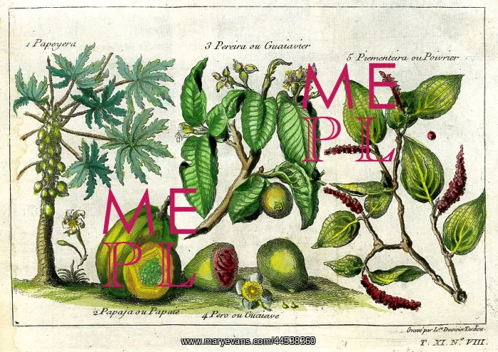  : Papaya and Guava