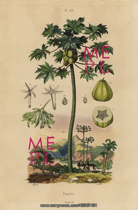 : Papaya or pawpaw tree with fruit : Papaya or pawpaw tree with fruit