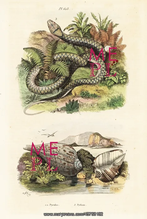 : Paper fig shell and amethystine python : Paper fig shell and amethystine python