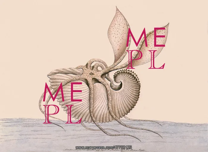  : Paper Nautilus