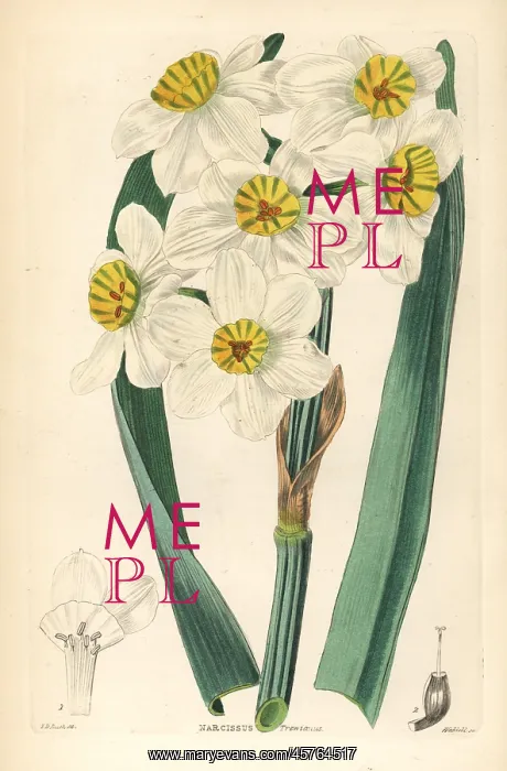 : Paperwhite or bunch-flowered daffodil, Narcissus tazetta : Paperwhite or bunch-flowered daffodil, Narcissus tazetta